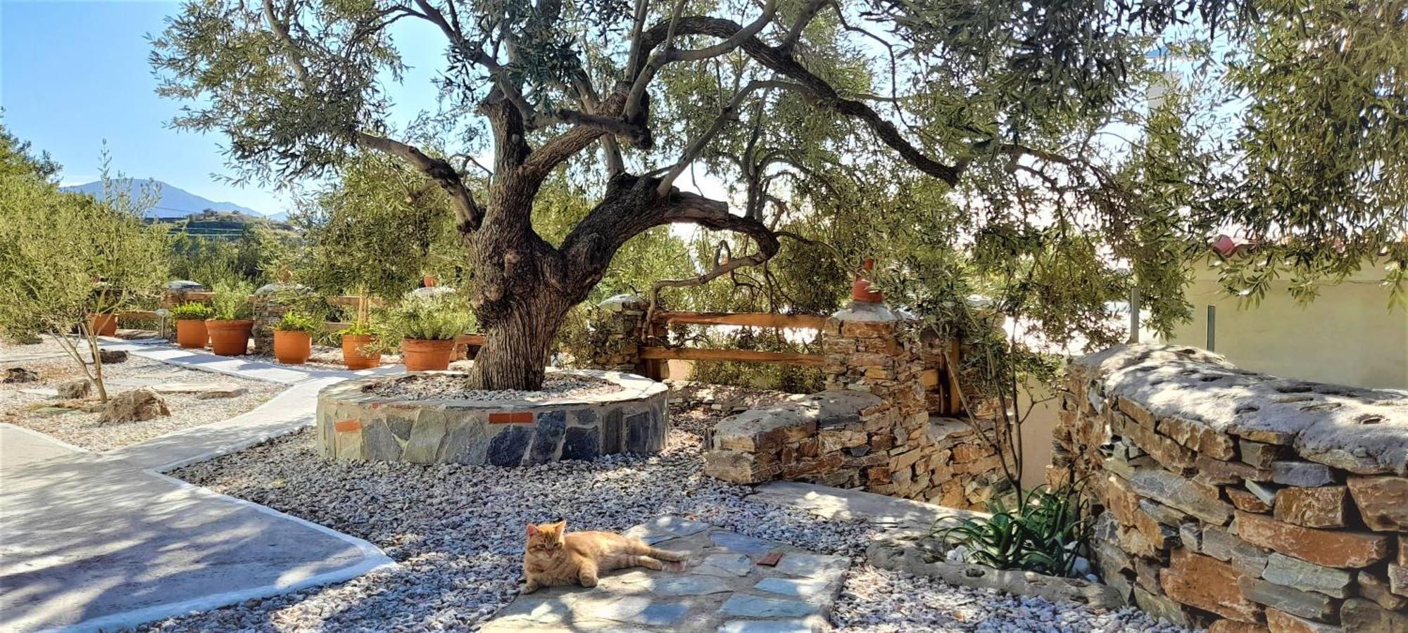 Aspra Chomata Villas Karystos  Buitenkant foto